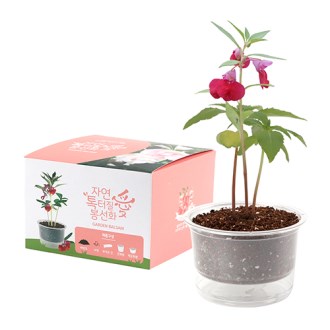 �ڿ��� ���̰��� ���� ���� ȭ�� ŰƮ- ����ȭ